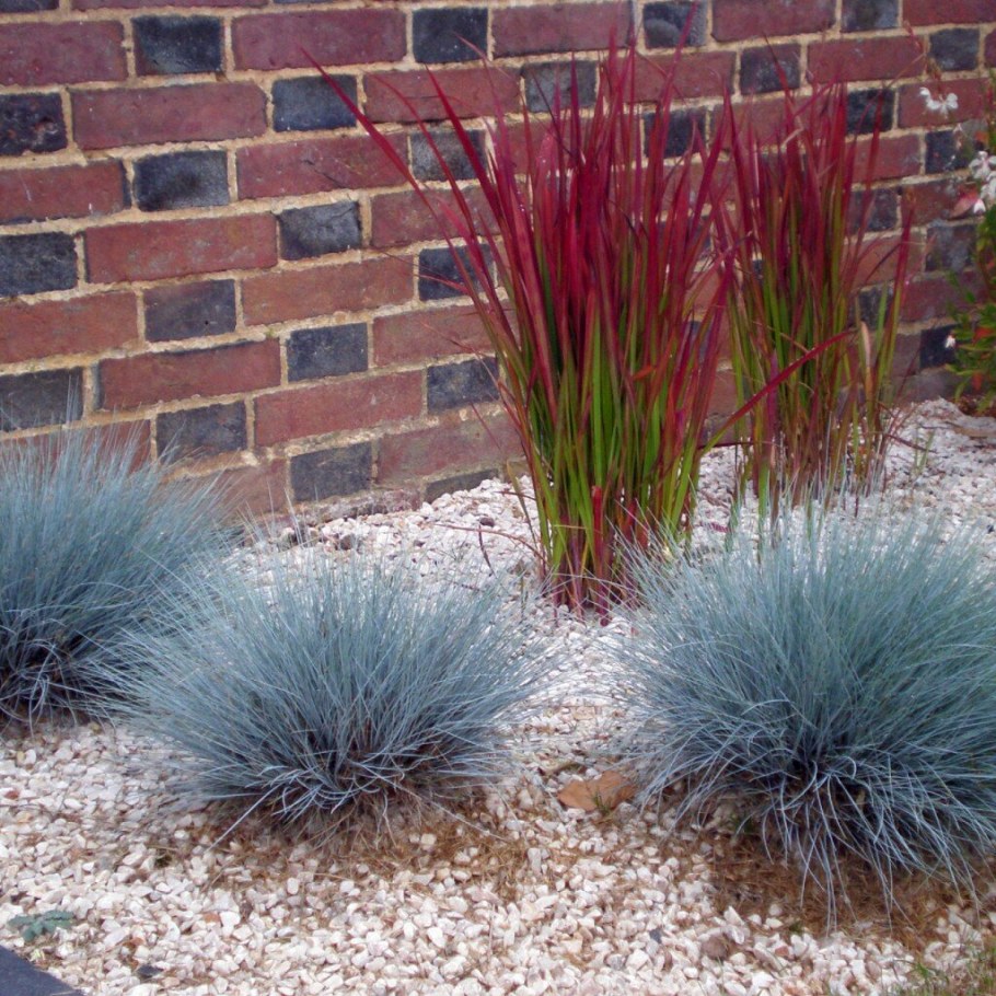 Овсяница сизая "Festuca"