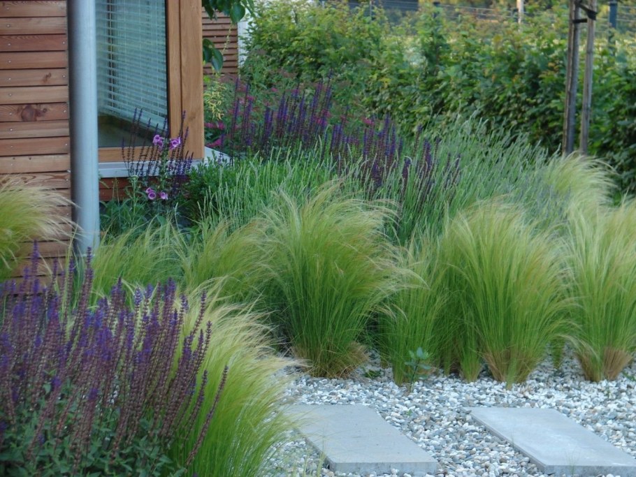 Миксбордер Лаванда овсяница