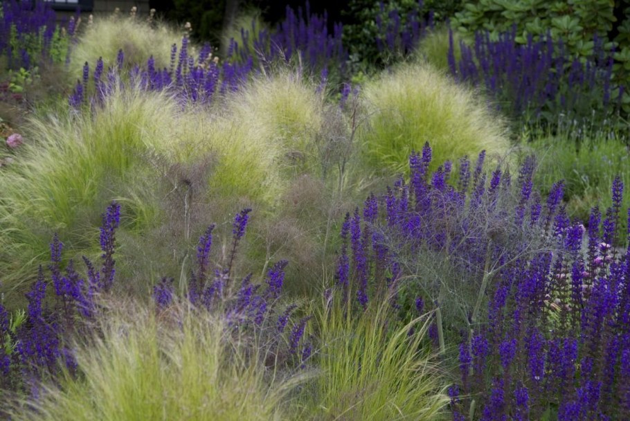 Вейник и котовник