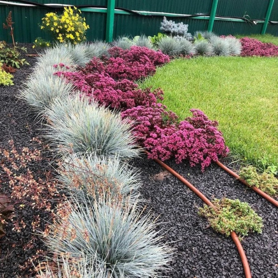 Овсяница сизая 'Festina'