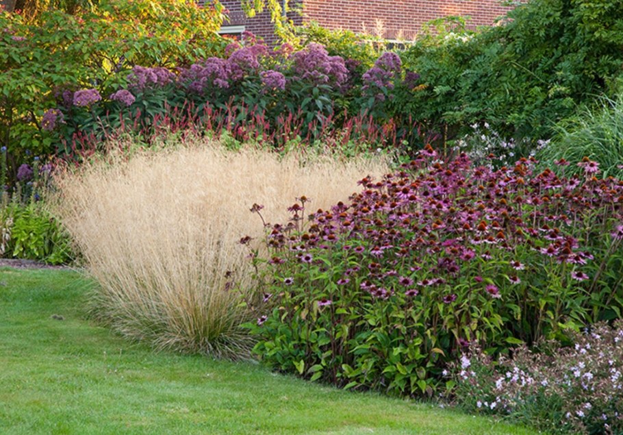 Щучка дернистая Deschampsia cespitosa 'Goldtau'