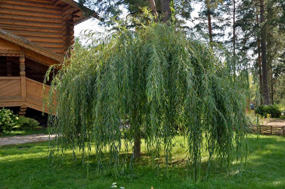 Ива гибридная Плакучий Гном