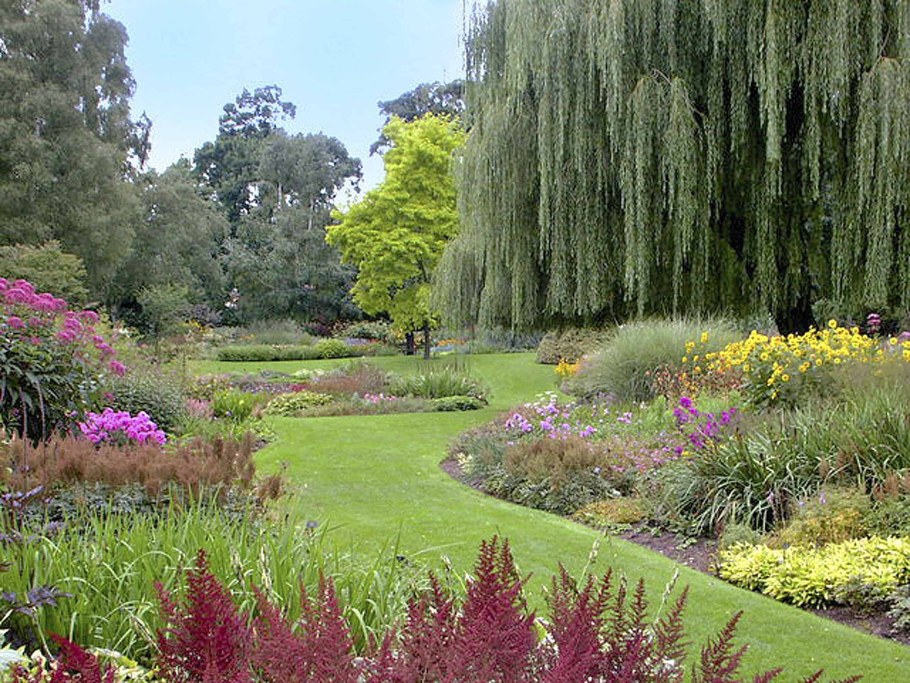 Ива пурпурная Пендула