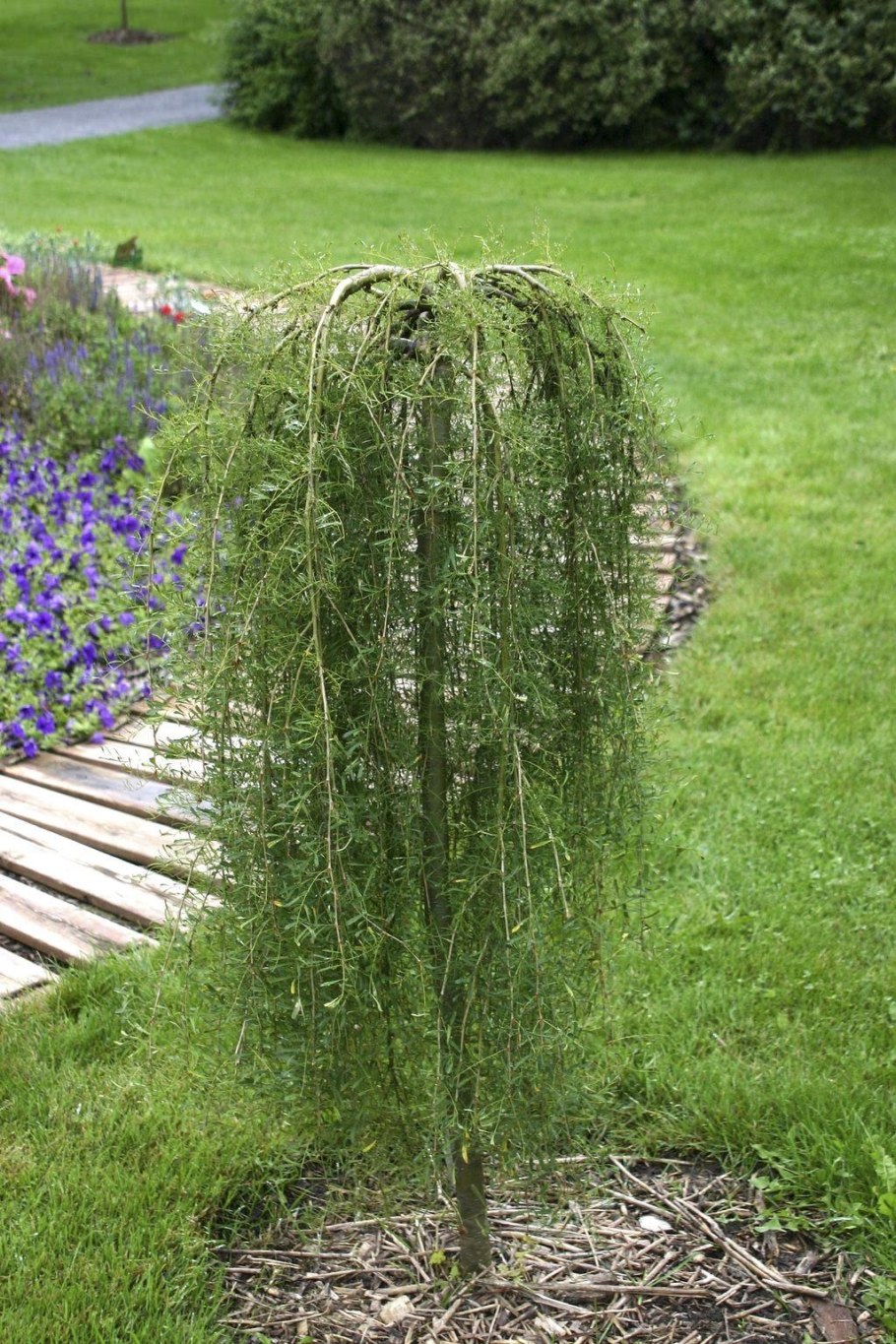 Лиственница европейская pendula