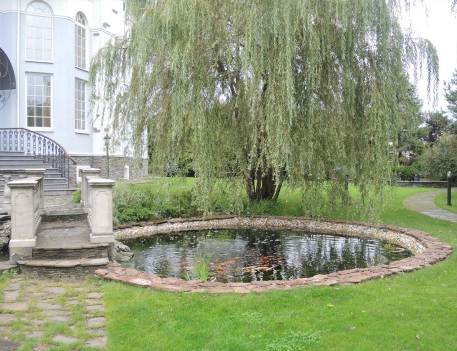 Плакучая Ива в ландшафте