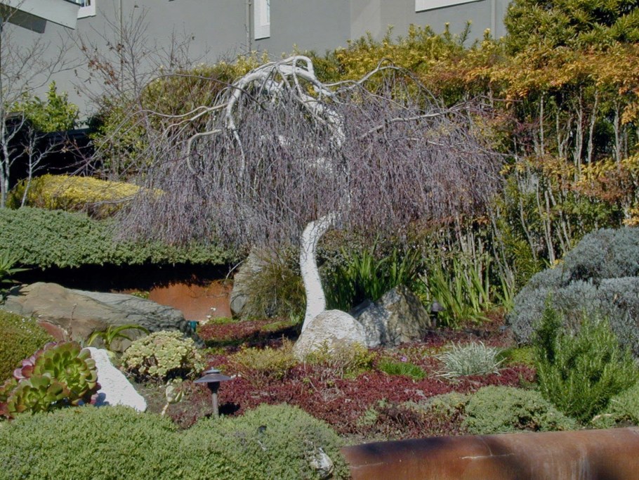 Ива Извилистая ниваки