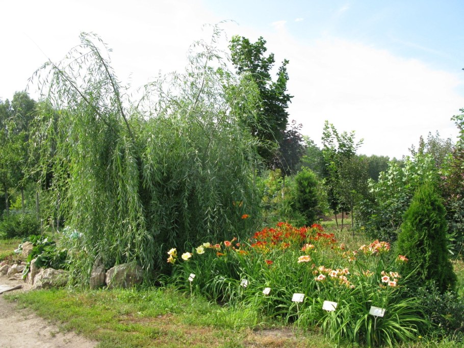 Ива плакучая памяти Миндовского