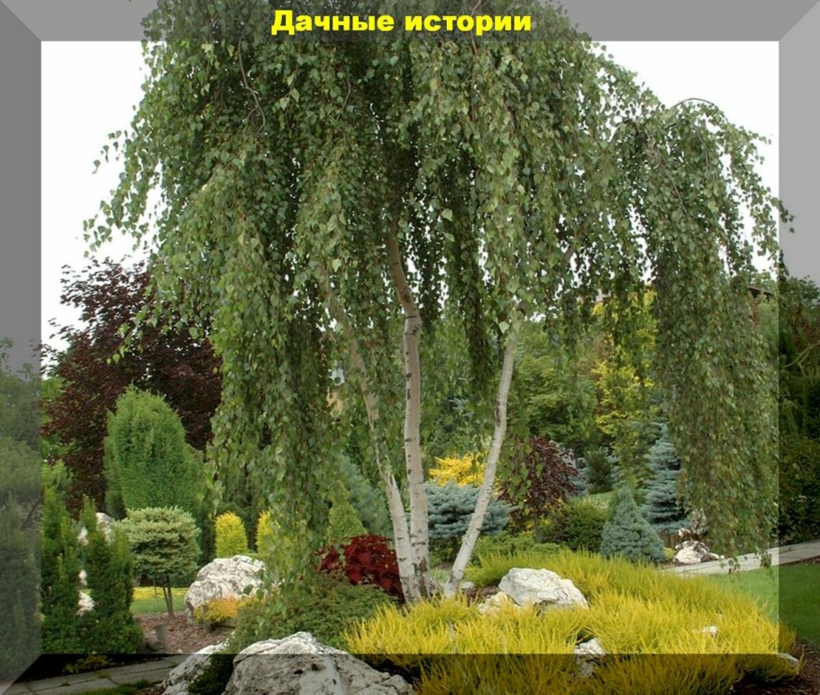 Ива Вавилонская «Пендула»