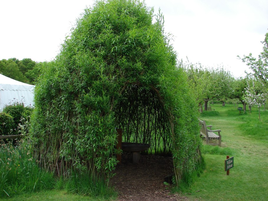 Ива гибридная Плакучий Гном