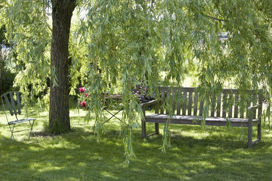 Плакучая береза