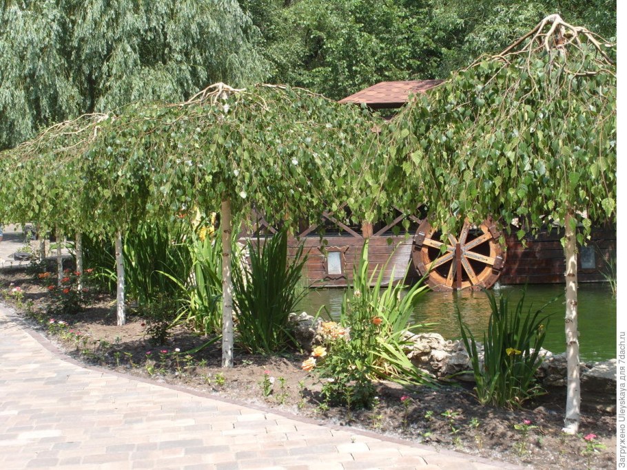 Ива пурпурная Пендула