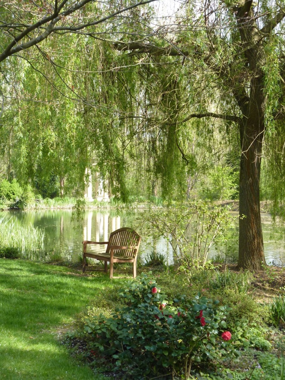 Ива плакучая в ландшафтном