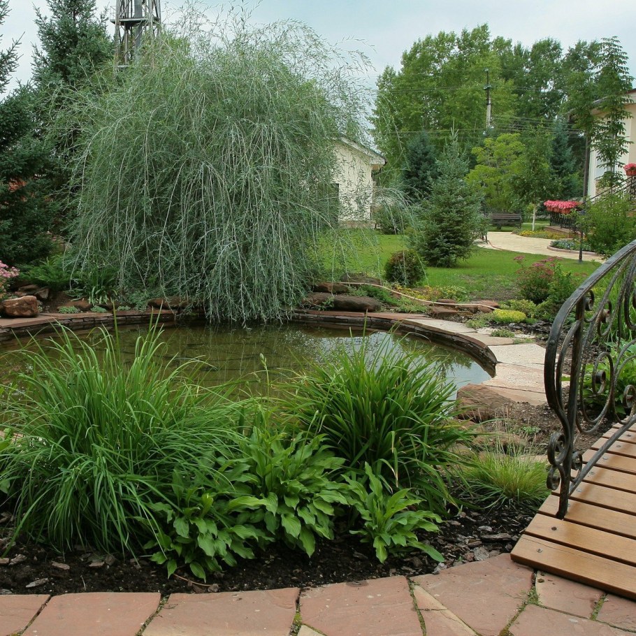 Ива Извилистая в ландшафте