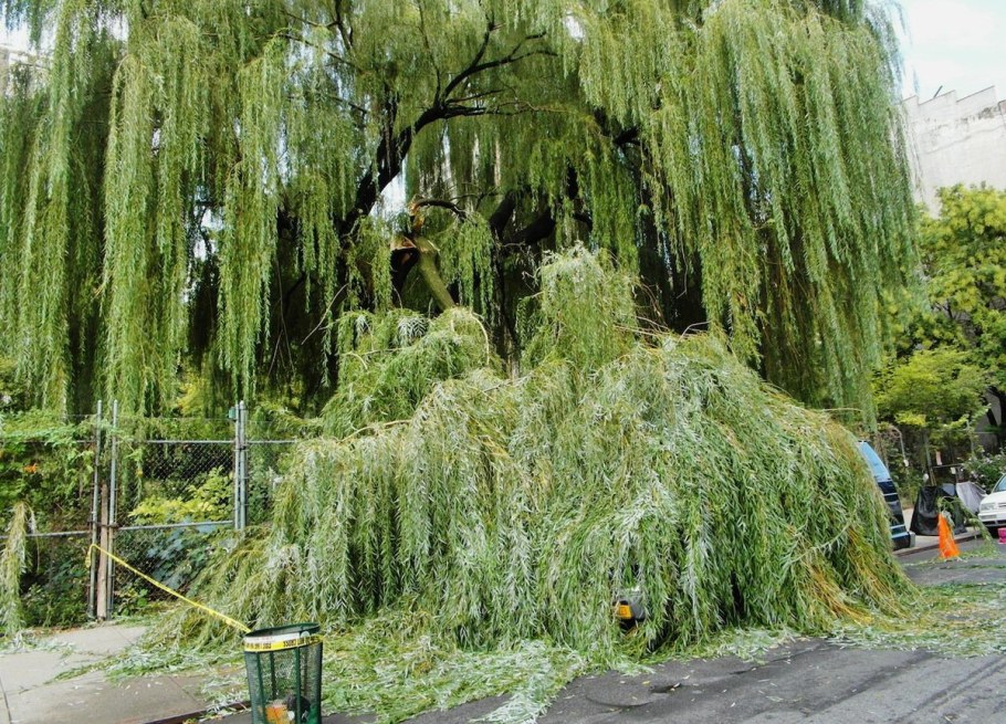 Ива Пендула