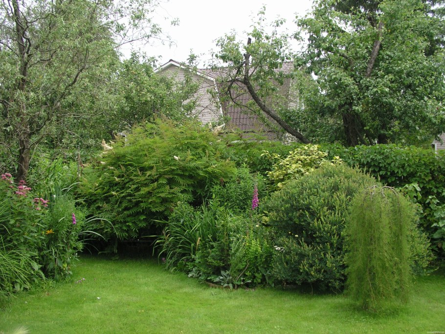 Ива пурпурная Живая изгородь