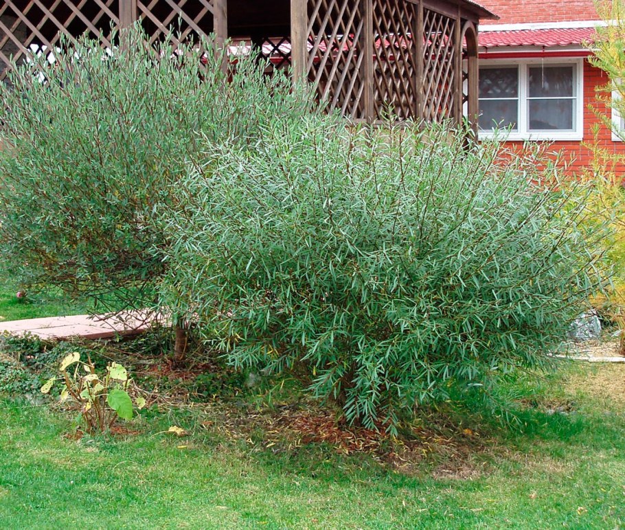 Ива пурпурная Salix purpurea