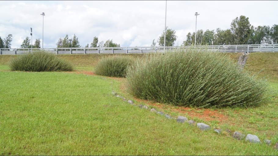 Ива шаровидная Маяк