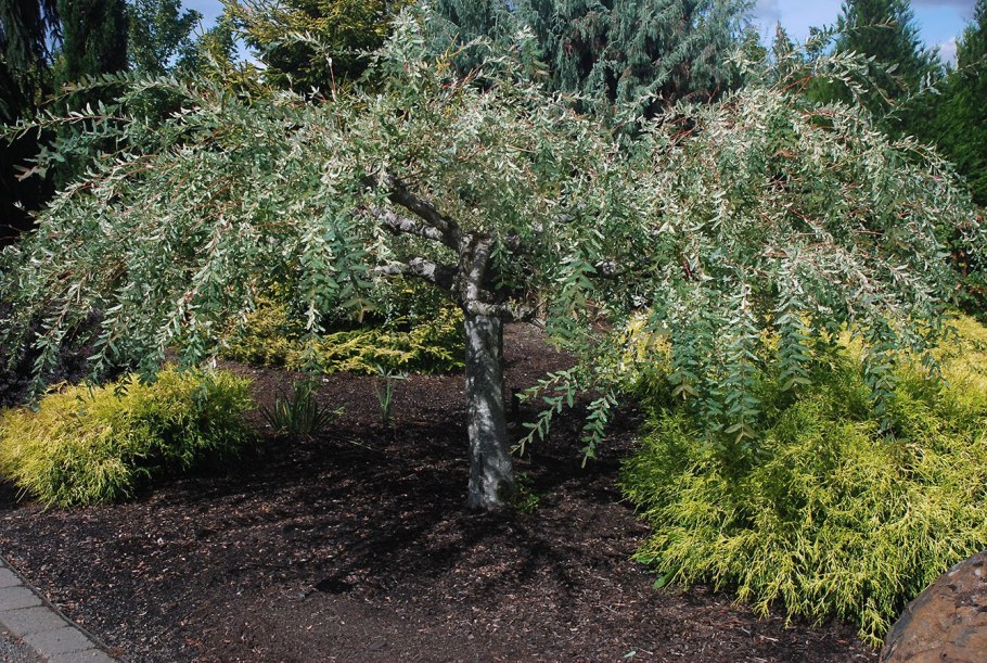 Ива пурпурная ниваки