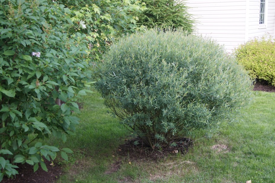 Ива пурпурная шаровидная