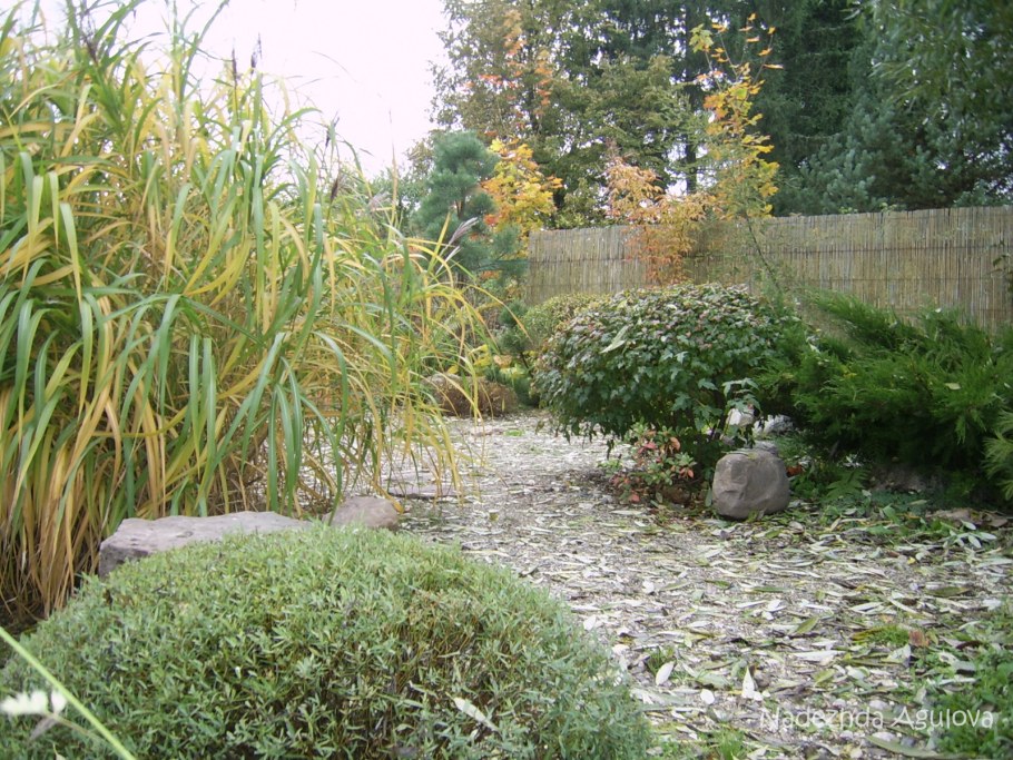 Ива пурпурная Нана ниваки