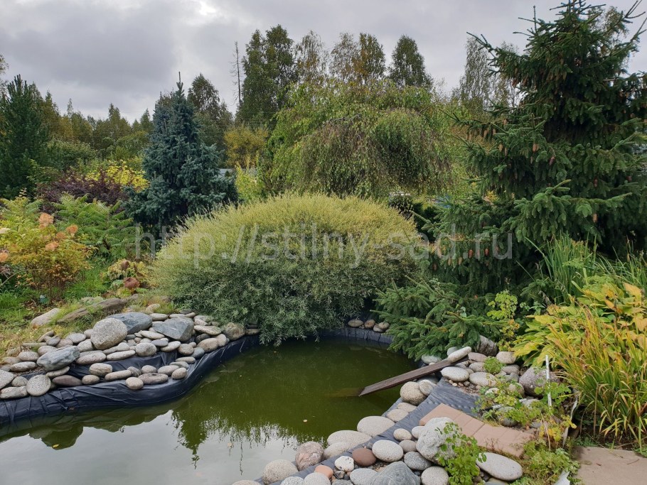 Ива шаровидная Маяк