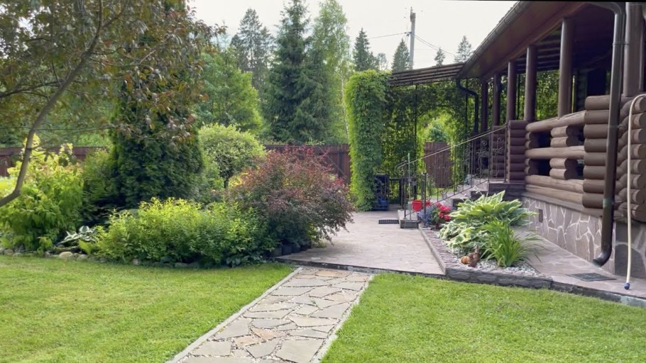 Бузина Блэк Лэйс в ландшафтном дизайне