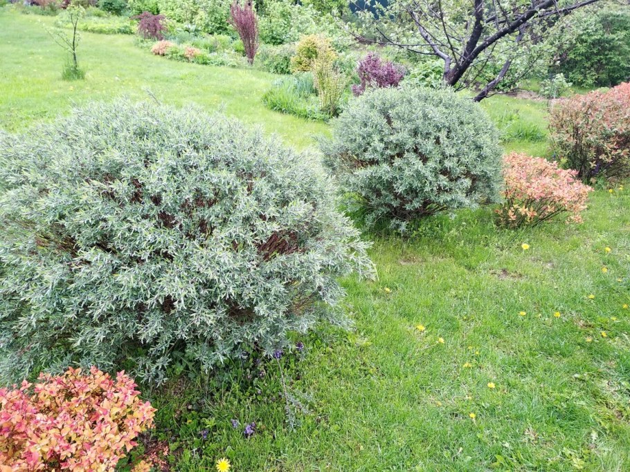 Ива пурпурная шаровидная