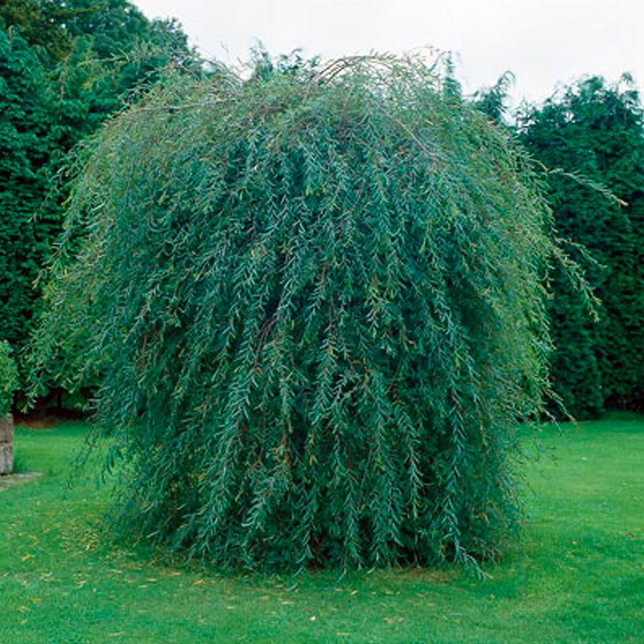 Ива пурпурная Пендула