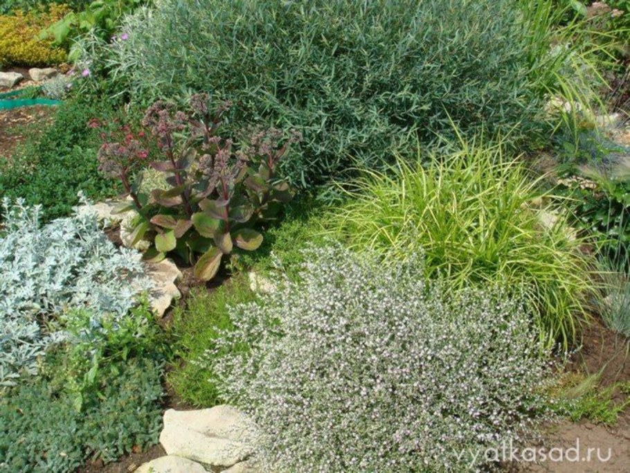 Ива пурпурная Нана в миксбордере