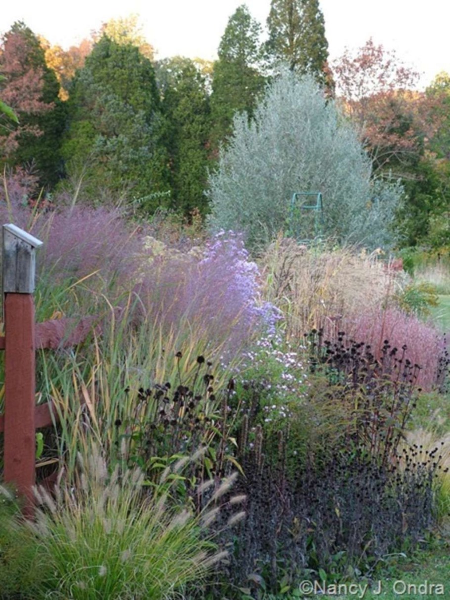 Пеннисетум Кассиан