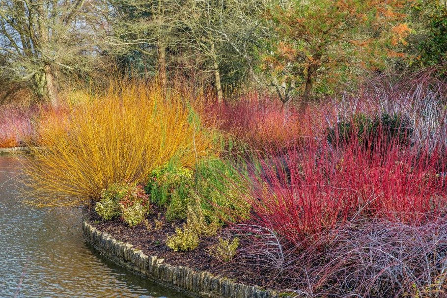 Ива пурпурная Нана Salix purpurea Nana