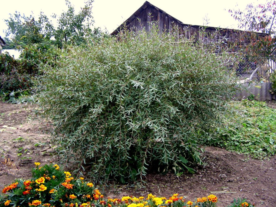 Ива гибридная шаровидный карлик