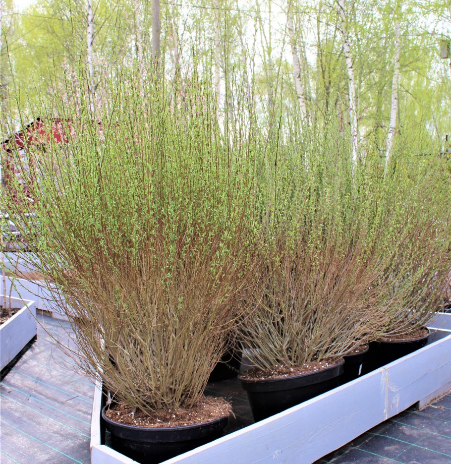 Ива пурпурная Грацилис Нана