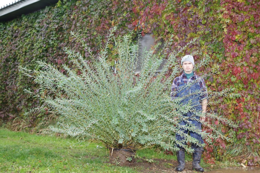 Ива кустовая Нана