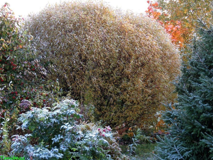 Ива пурпурная Пендула