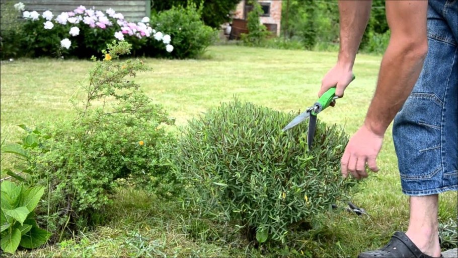 Ива кустарниковая шаровидная