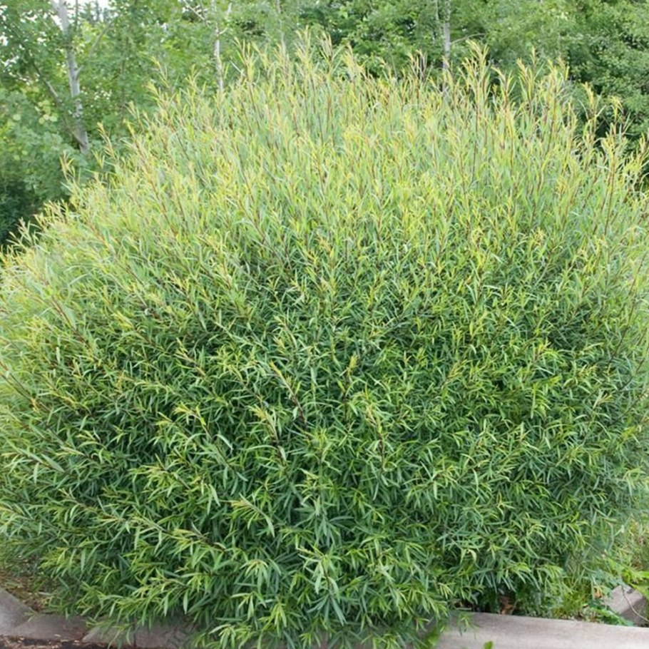 Ива пурпурная Нана Salix purpurea Nana