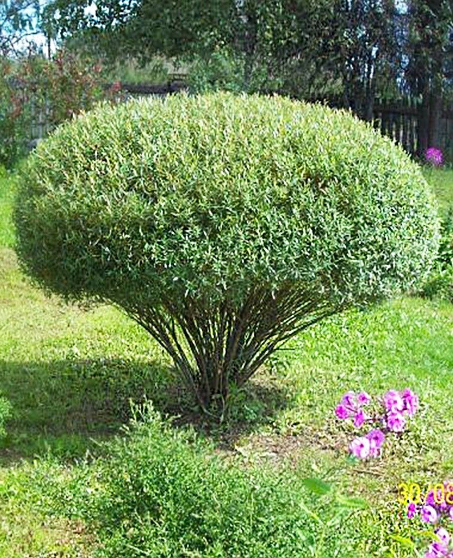 Ива пурпурная Маяк