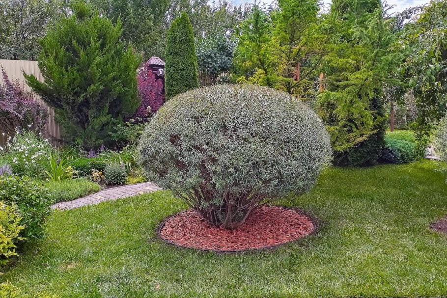 Ива пурпурная Нана изгородь