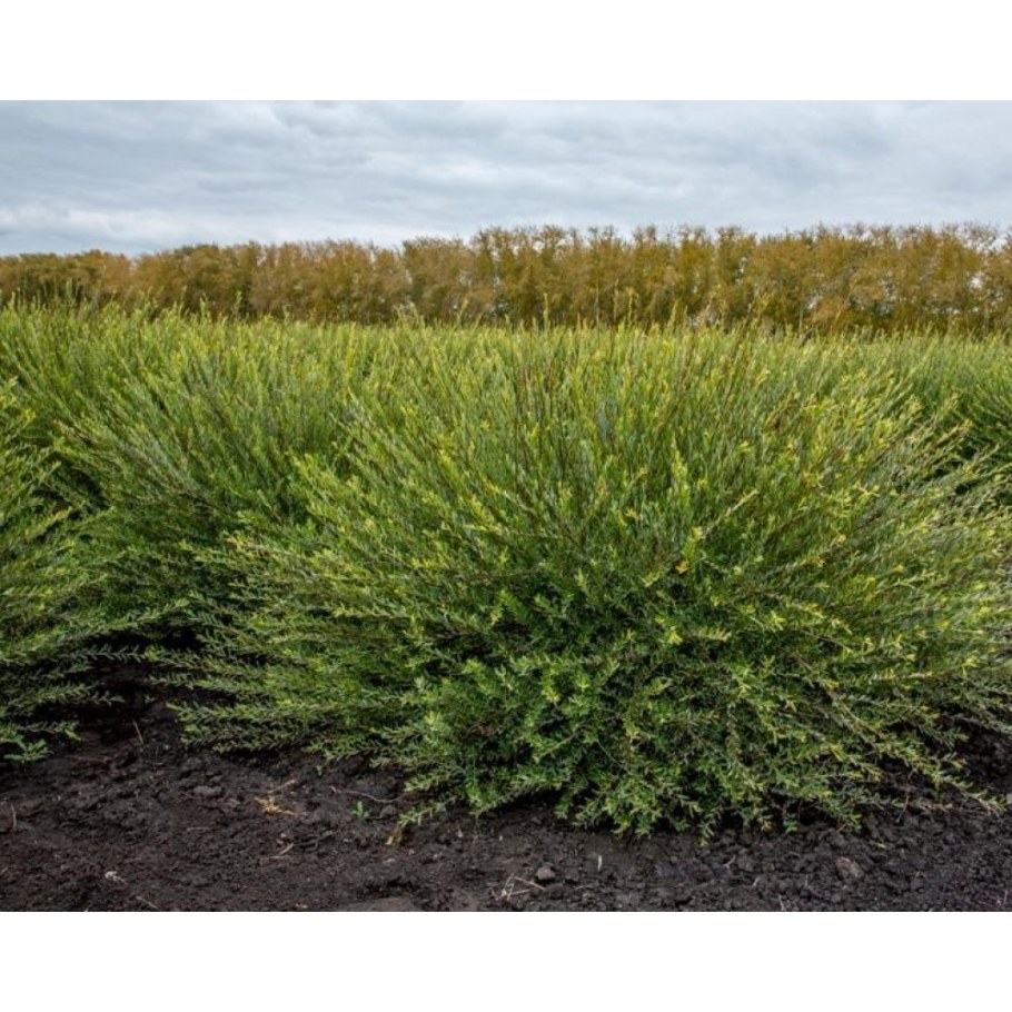 Ива пурпурная Salix purpurea