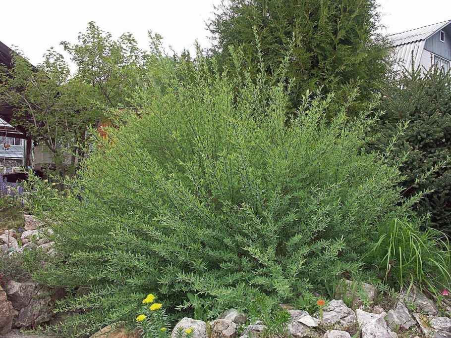 Ива пурпурная Маяк