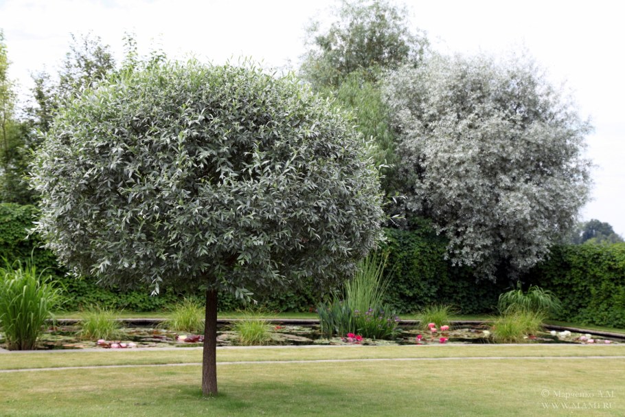 Ива штамбовая шаровидная