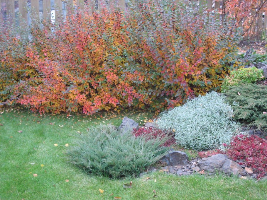 Ива пурпурная Нана осенью