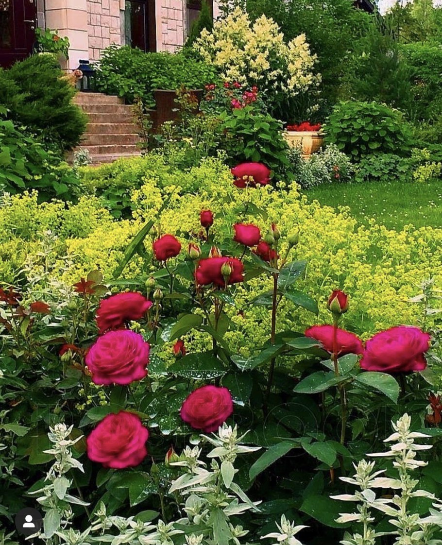 Розария ютонсон роза