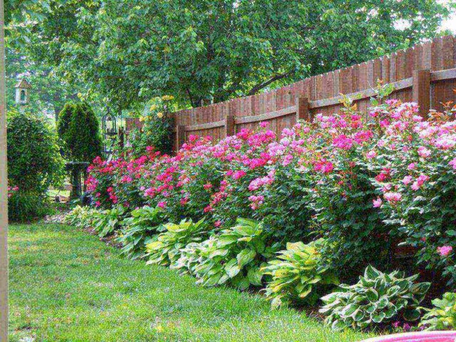 Астильба Хоста миксбордер