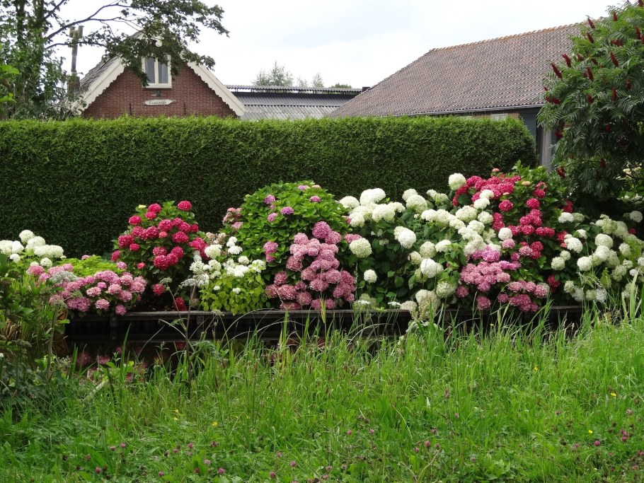 Гортензия Анабель изгородь