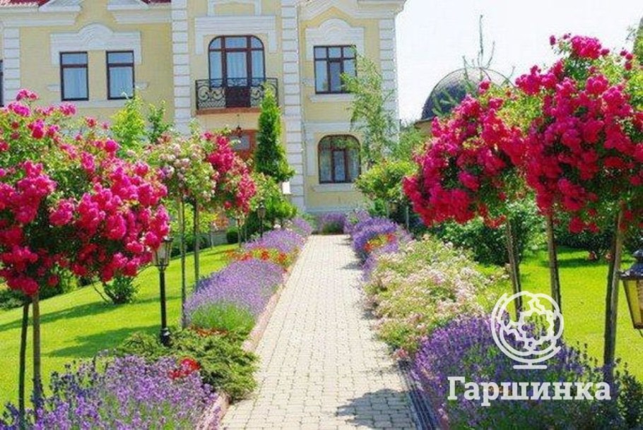 Роза штамбовая Гарден