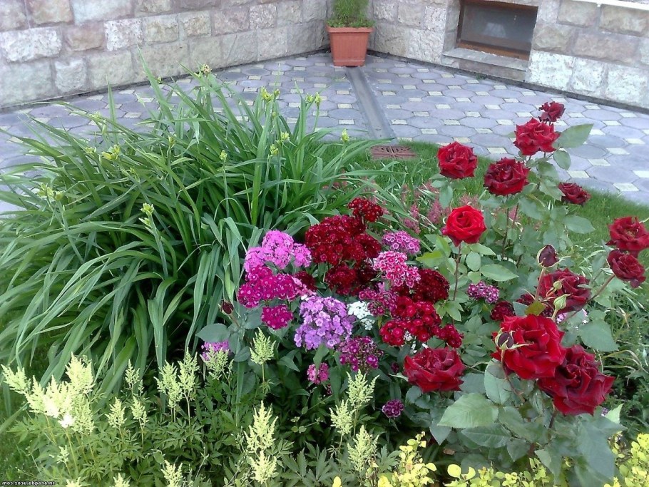 Гвоздика Шабо многолетняя