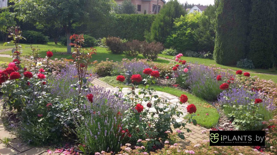 Сад Александра Сапелина