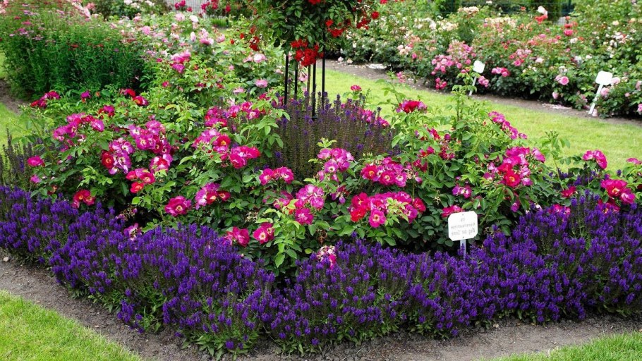 Пион + герань великолепная + манжетка;